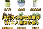 办公桌上放什么植物好看（打造舒适办公环境）