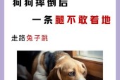 骑电瓶车撞到小狗后应该怎么办？