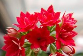 寒冬开花，美不胜收（探秘冬季的花海）