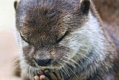 手机壳子水獭怎么清洗？清洁步骤和注意事项是什么？