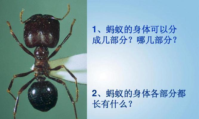 探索神奇蚂蚁世界的多样性（了解不同种类蚂蚁的特点与习性）  第1张