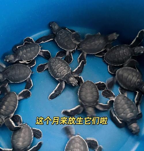 在Minecraft中孵化海龟蛋的方法是什么？  第3张
