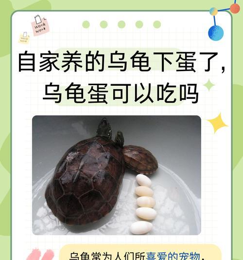 在Minecraft中孵化海龟蛋的方法是什么？  第2张