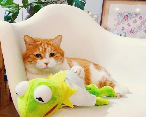 橘猫电脑配置怎么样啊知乎？橘猫电脑的性能如何？  第2张