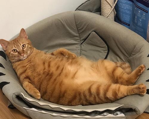 橘猫电脑配置怎么样啊知乎？橘猫电脑的性能如何？  第3张