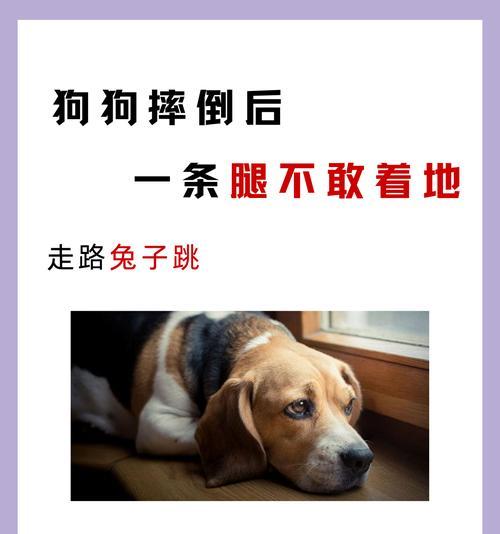 骑电瓶车撞到小狗后应该怎么办？  第1张
