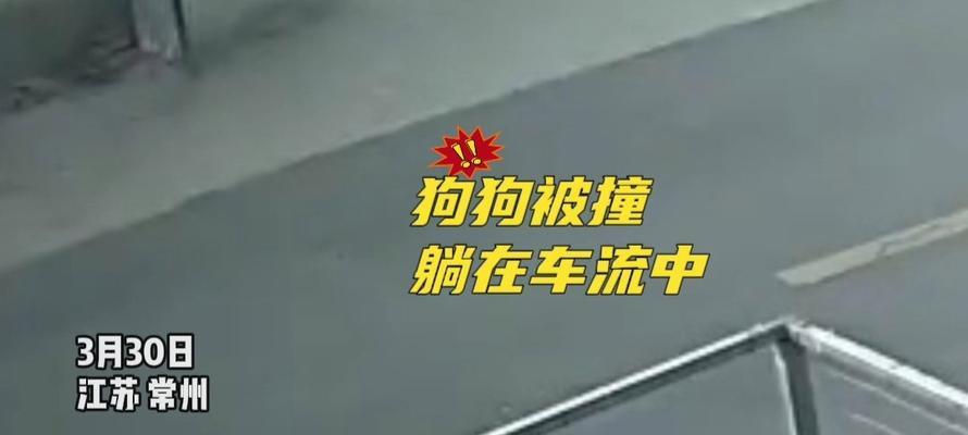 骑电瓶车撞到小狗后应该怎么办？  第2张