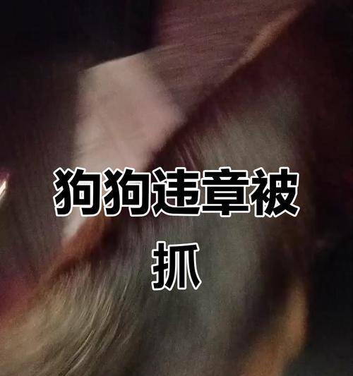 骑电瓶车撞到小狗后应该怎么办？  第3张