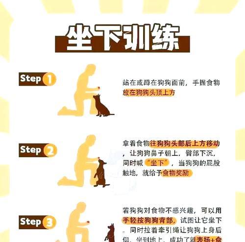如何训练狗狗骑电瓶车？狗狗骑电瓶车训练的技巧有哪些？  第1张