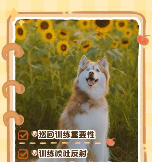 如何训练狗狗骑电瓶车？狗狗骑电瓶车训练的技巧有哪些？  第3张