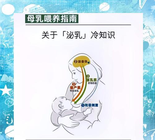 探究母乳形成过程（深入了解母乳形成的奥秘）  第1张