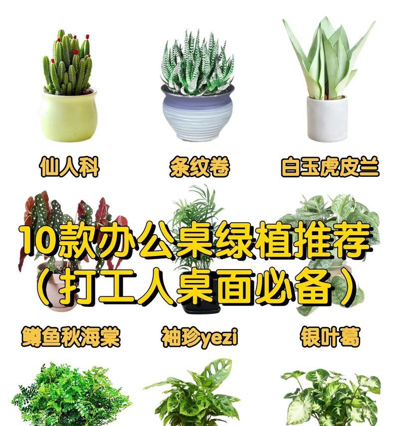 办公桌上放什么植物好看（打造舒适办公环境）  第1张