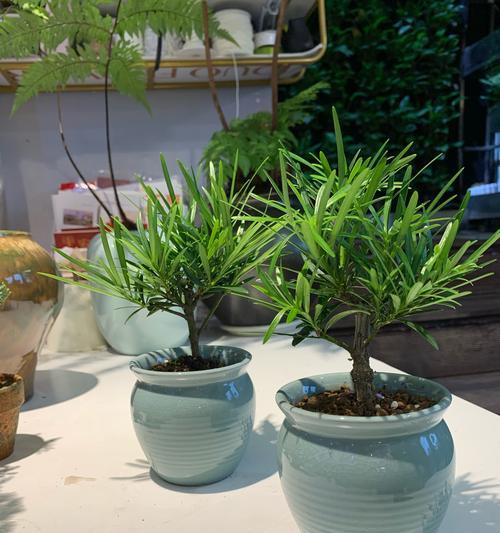 办公桌上放什么植物好看（打造舒适办公环境）  第2张