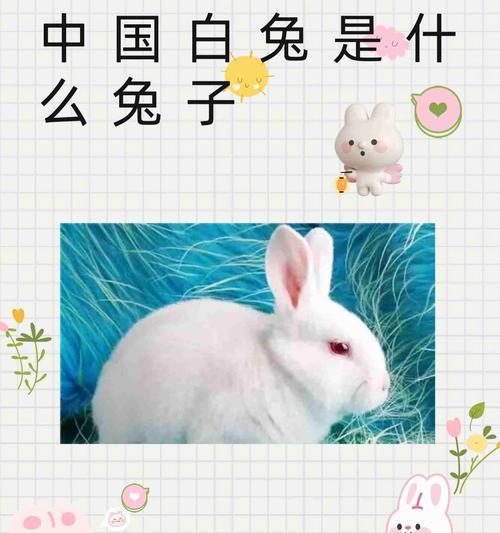 中国兔子之谜（探寻中国养兔业的发展历程与现状）  第1张
