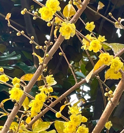 寒冬开花，美不胜收（探秘冬季的花海）  第2张