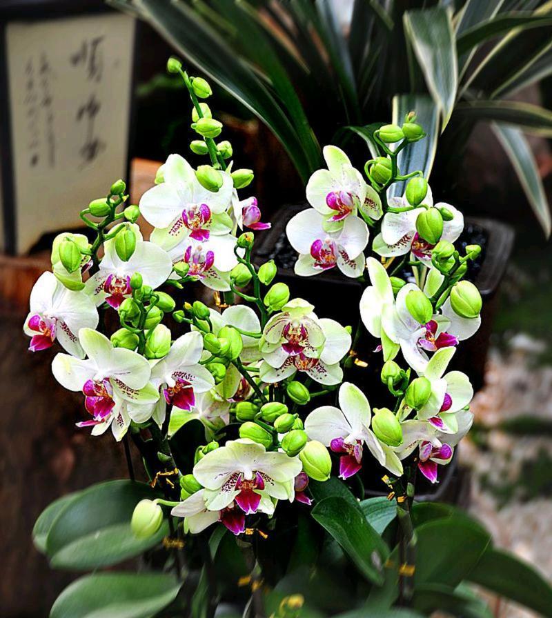 寒冬开花，美不胜收（探秘冬季的花海）  第3张