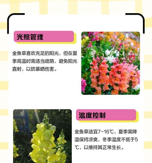 金鱼草怎么养才能开花（打造繁花盛景的技巧与方法）  第1张