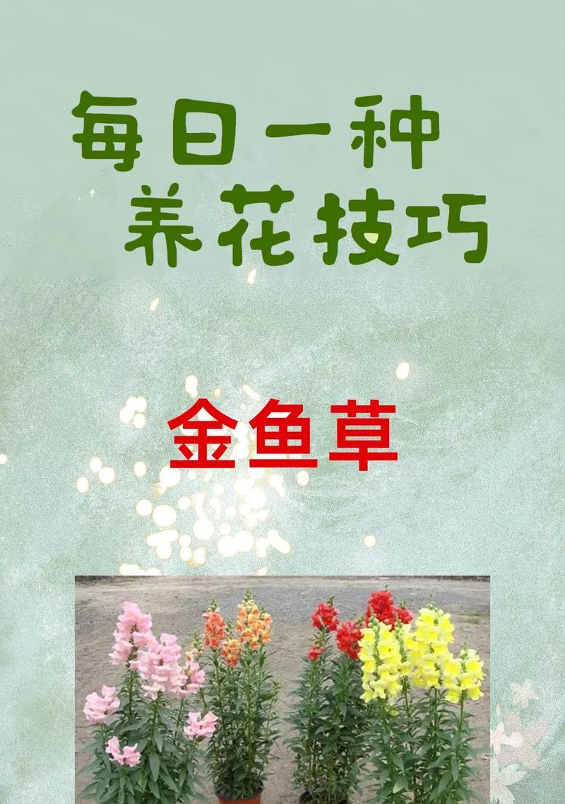 金鱼草怎么养才能开花（打造繁花盛景的技巧与方法）  第2张